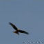 The red kite was back at the lake