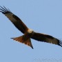The red kite was back at the lake