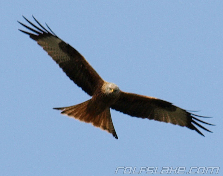 The red kite was back at the lake